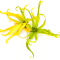 fleur-ylang_small